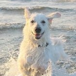 kuvasz
